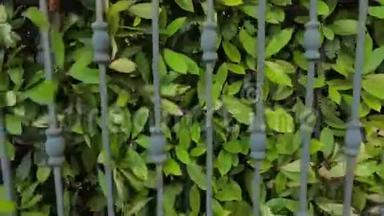 自动门系统。 你的背景。 由生长紧密的灌木或灌木形成的绿色栅栏或边界。 <strong>闭幕</strong>